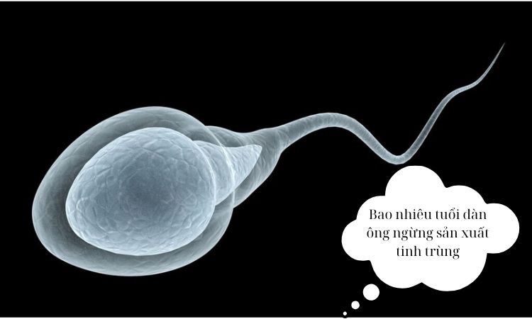 Đàn ông bao nhiêu tuổi ngừng sản xuất tinh trùng? Sự thật ít ai ngờ