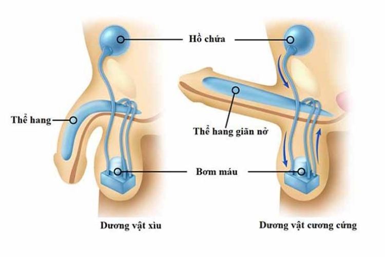 Cương Dương Kéo Dài (Hội Chứng Priapism): Nguyên Nhân, Triệu Chứng và Cách Điều Trị