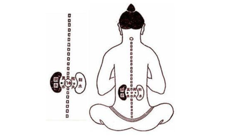 Chức năng của Tạng Thận trong chuyện ấy