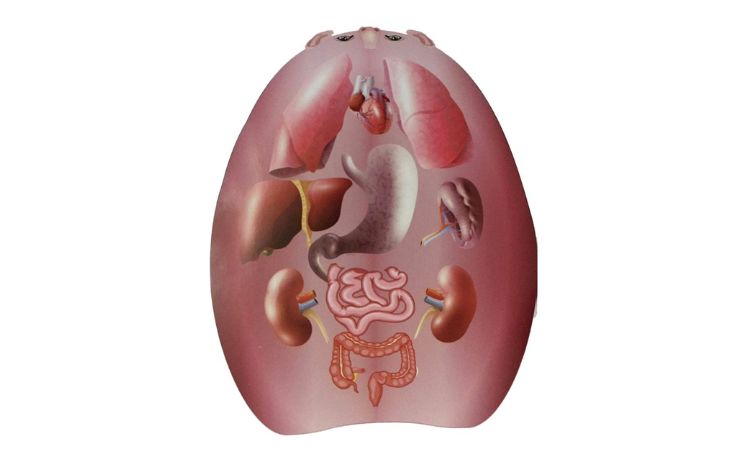 THIỆT CHẨN (xem lưỡi)