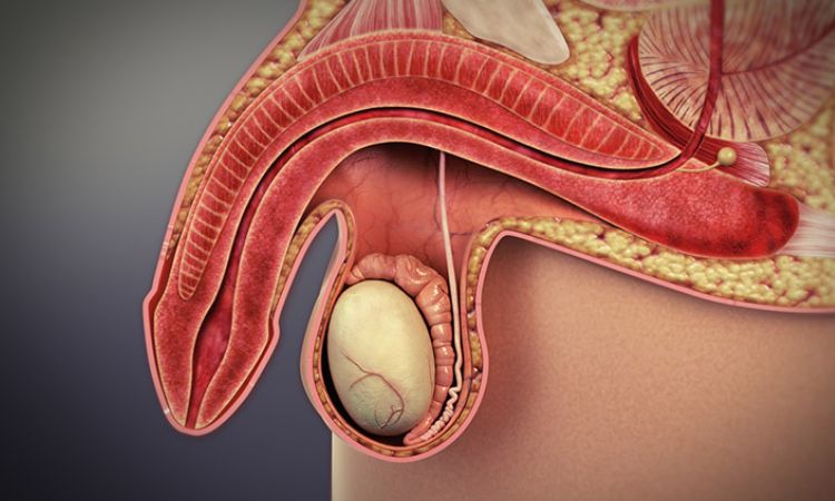 RLCD thể Huyết ứ, Đàm thấp