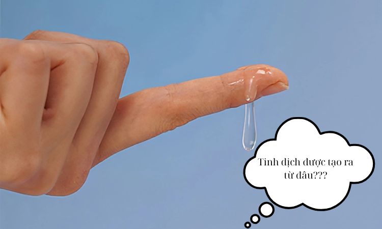 Tinh dịch được tạo ra từ đâu? Hé lộ quá trình kỳ diệu ít ai biết