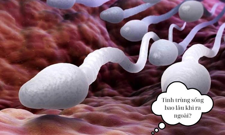 Tinh trùng sống bao lâu khi ra ngoài? Giải đáp từ chuyên gia