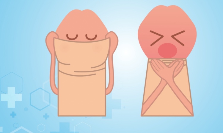 Bao quy đầu bình thường là như thế nào?