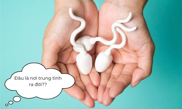 Đâu là nơi tinh trùng ra đời?
