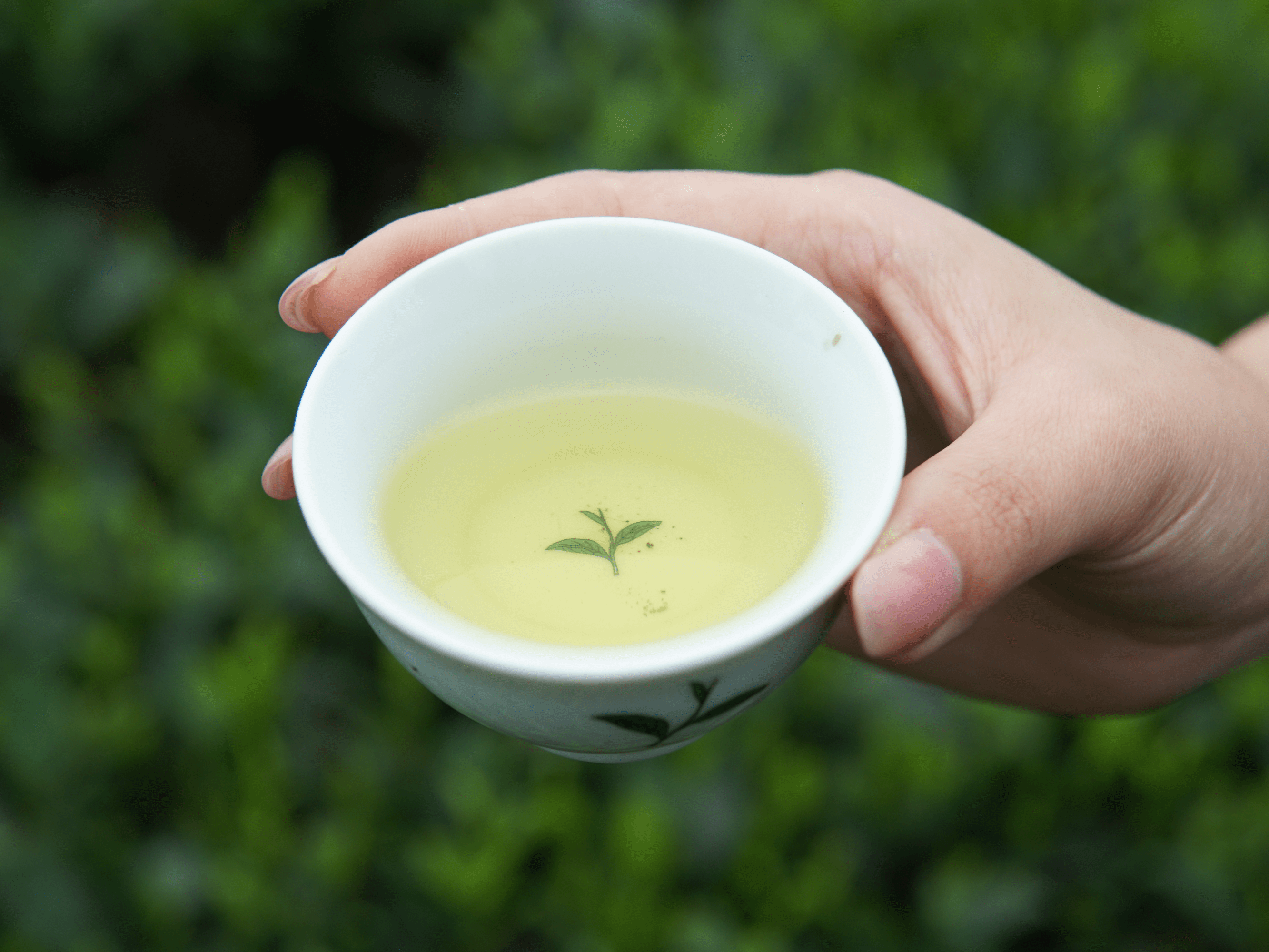 Trà đinh thái nguyên là gì?