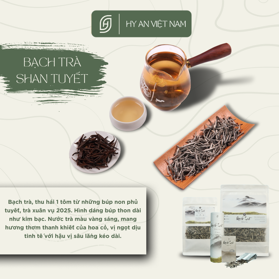 TRÀ SHAN TUYẾT VIỆT NAM – BÁU VẬT CỦA ĐẠI NGÀN