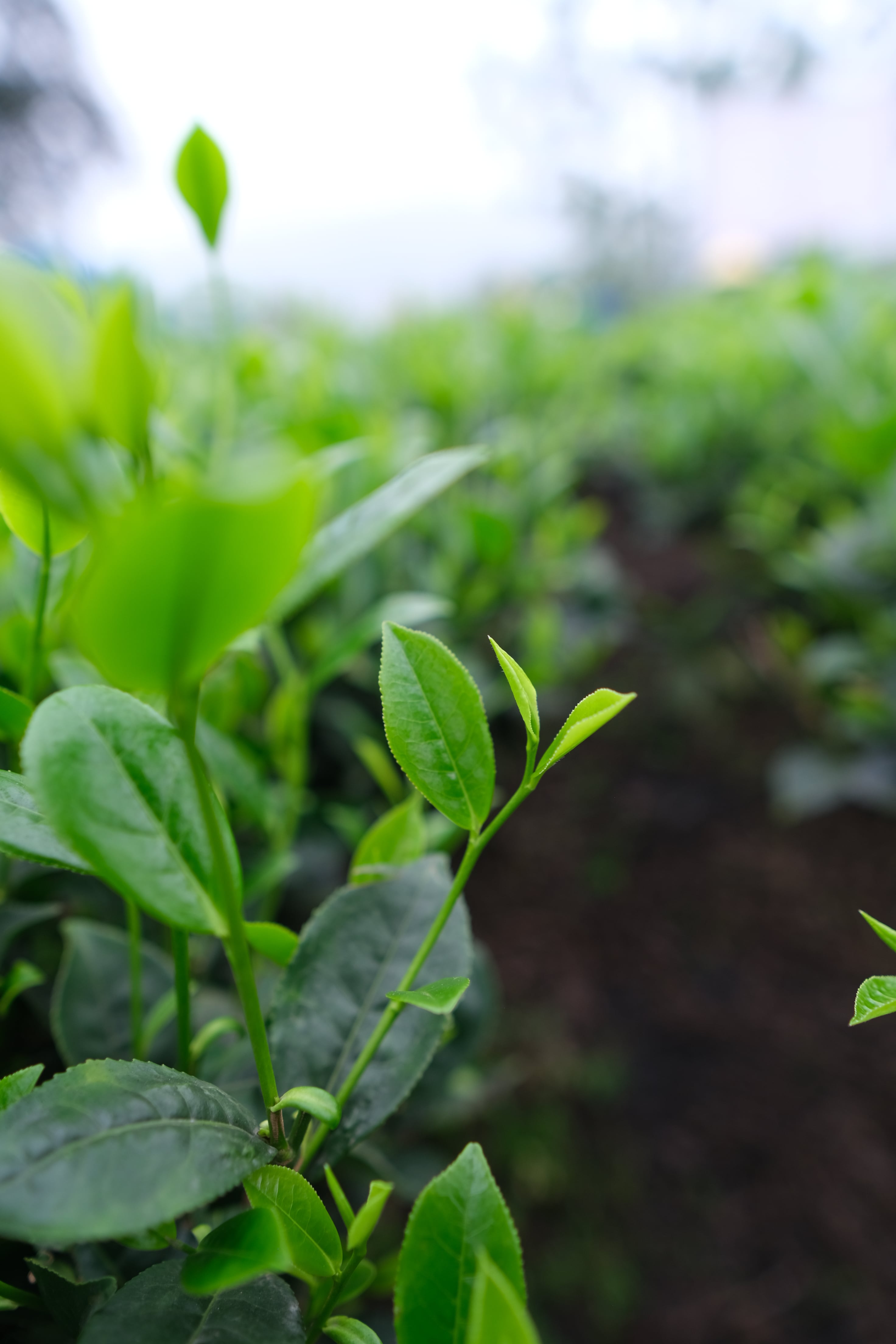 Trà mạn có gì khác biệt so với trà đen và trà xanh mà chúng ta thường uống mỗi ngày?