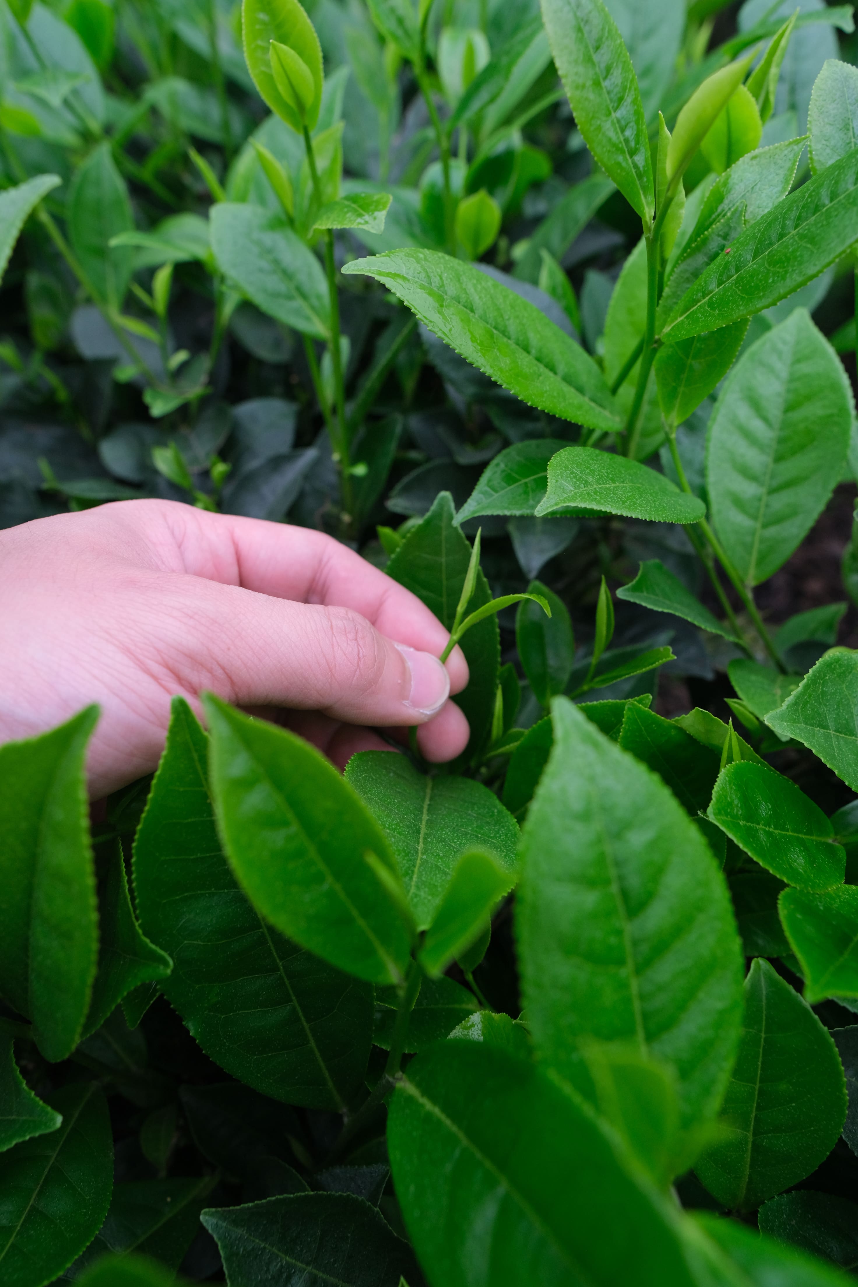 TRÀ ĐINH THÁI NGUYÊN – BIỂU TƯỢNG TRÀ XANH THƯỢNG HẠNG CỦA VIỆT NAM