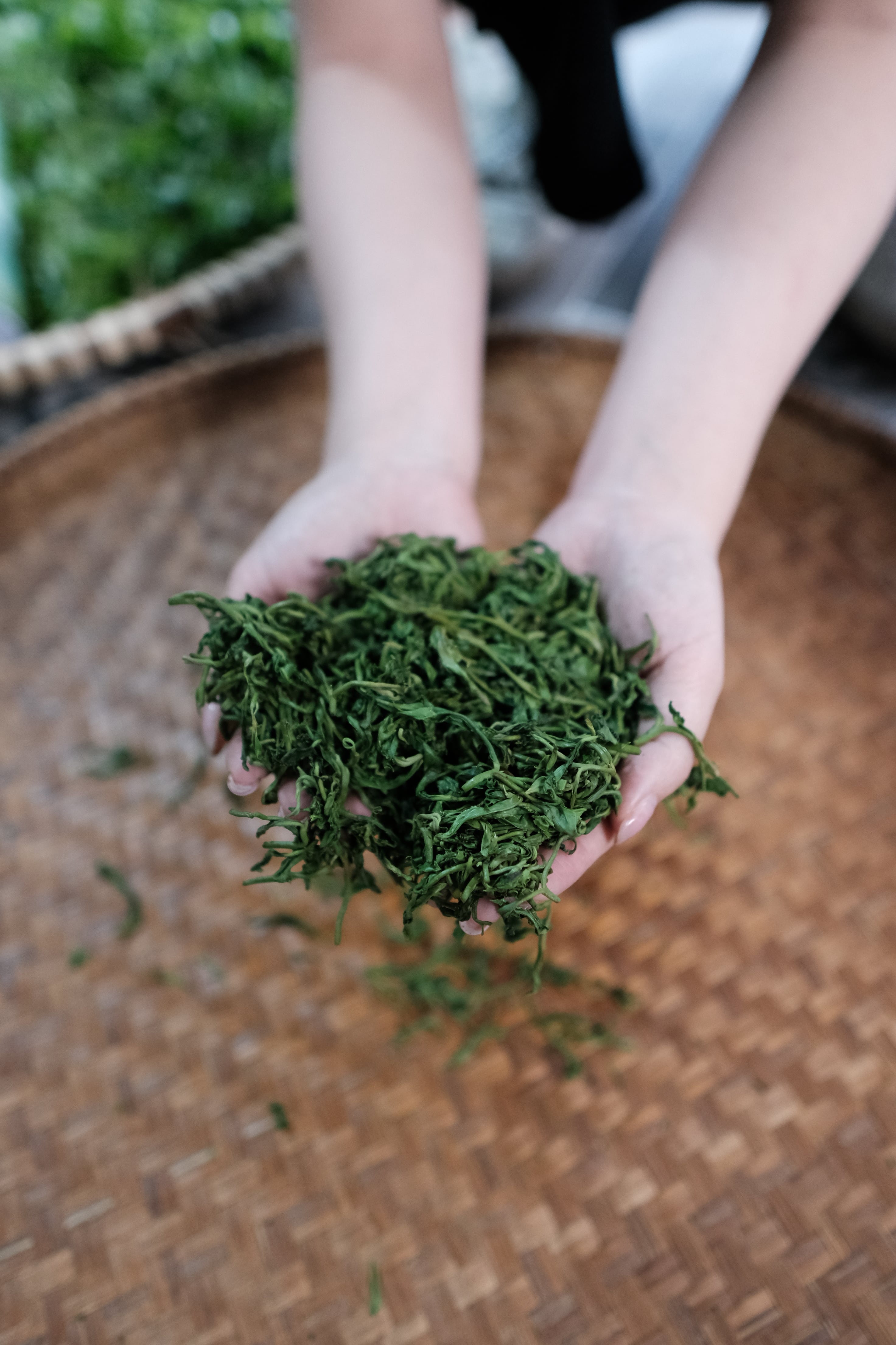 BÍ QUYẾT CHẾ BIẾN GIÚP TRÀ GIỮ ĐƯỢC CHẤT LƯỢNG VÀ HƯƠNG VỊ TỐT NHẤT