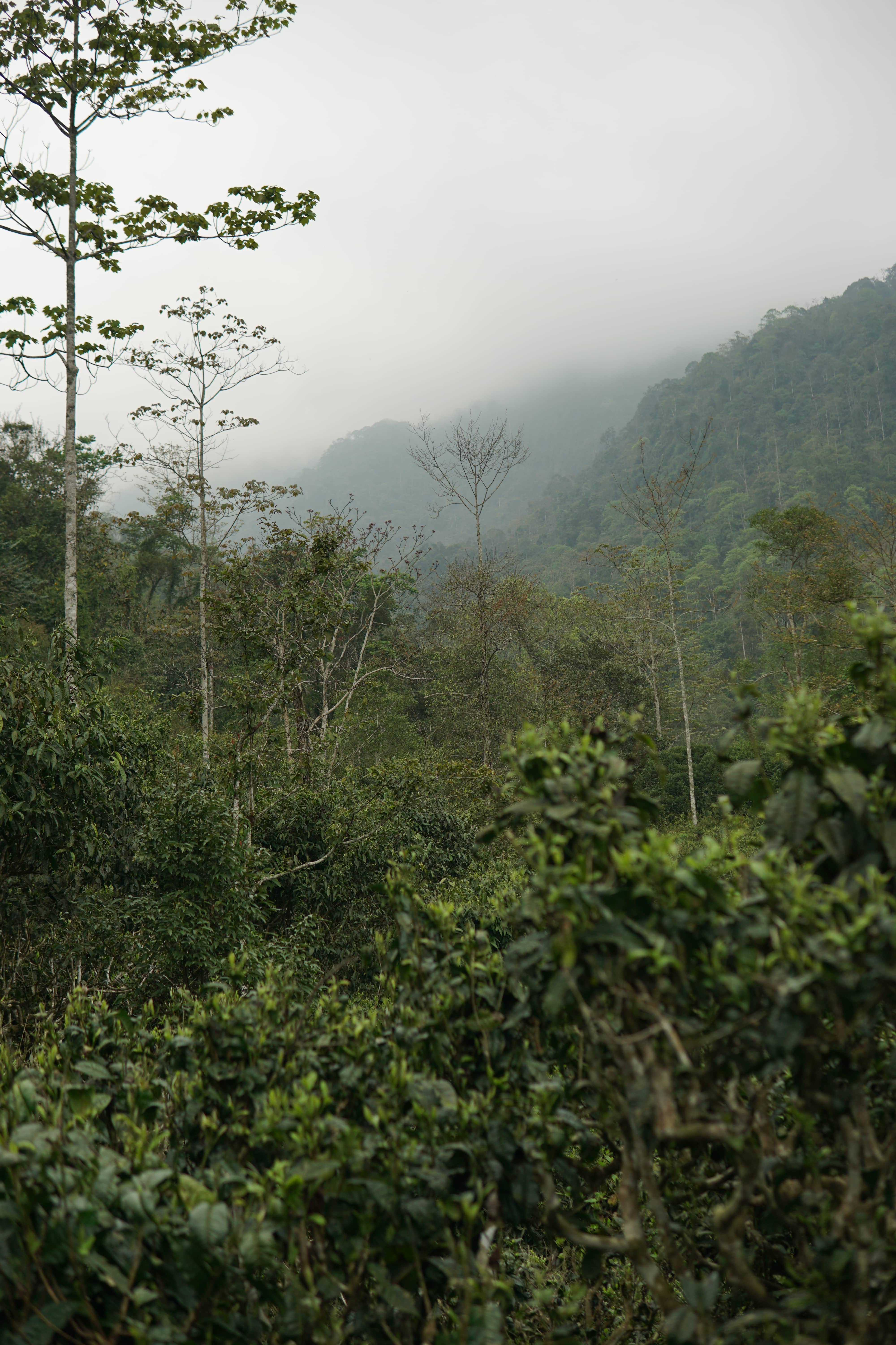 NHỮNG YẾU TỐ TẠO NÊN HƯƠNG VỊ VÀ CHẤT LƯỢNG ĐẶC BIỆT CỦA CÁC LOẠI TRÀ NỔI TIẾNG VIỆT NAM