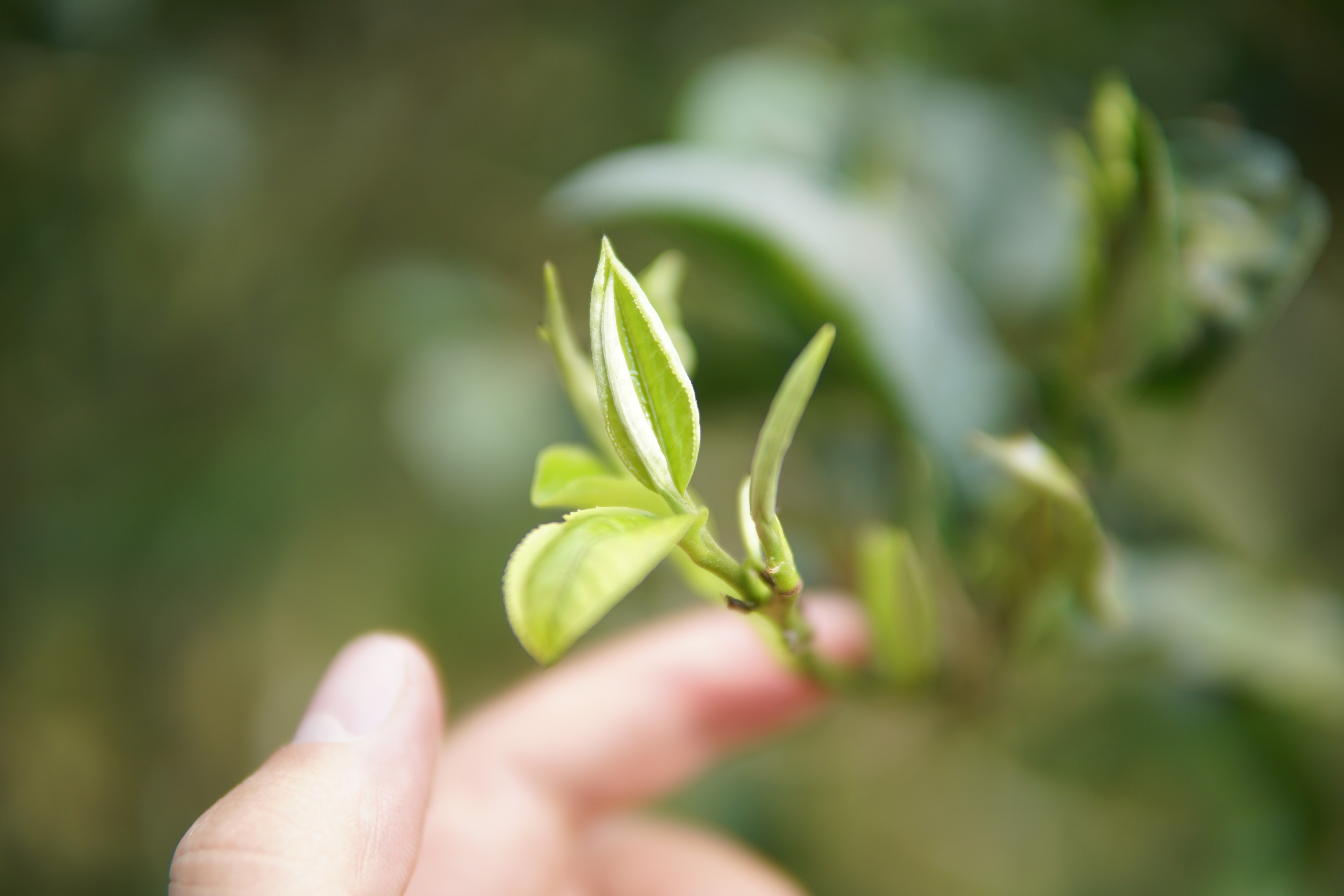 Bạch trà shan tuyết là gì?