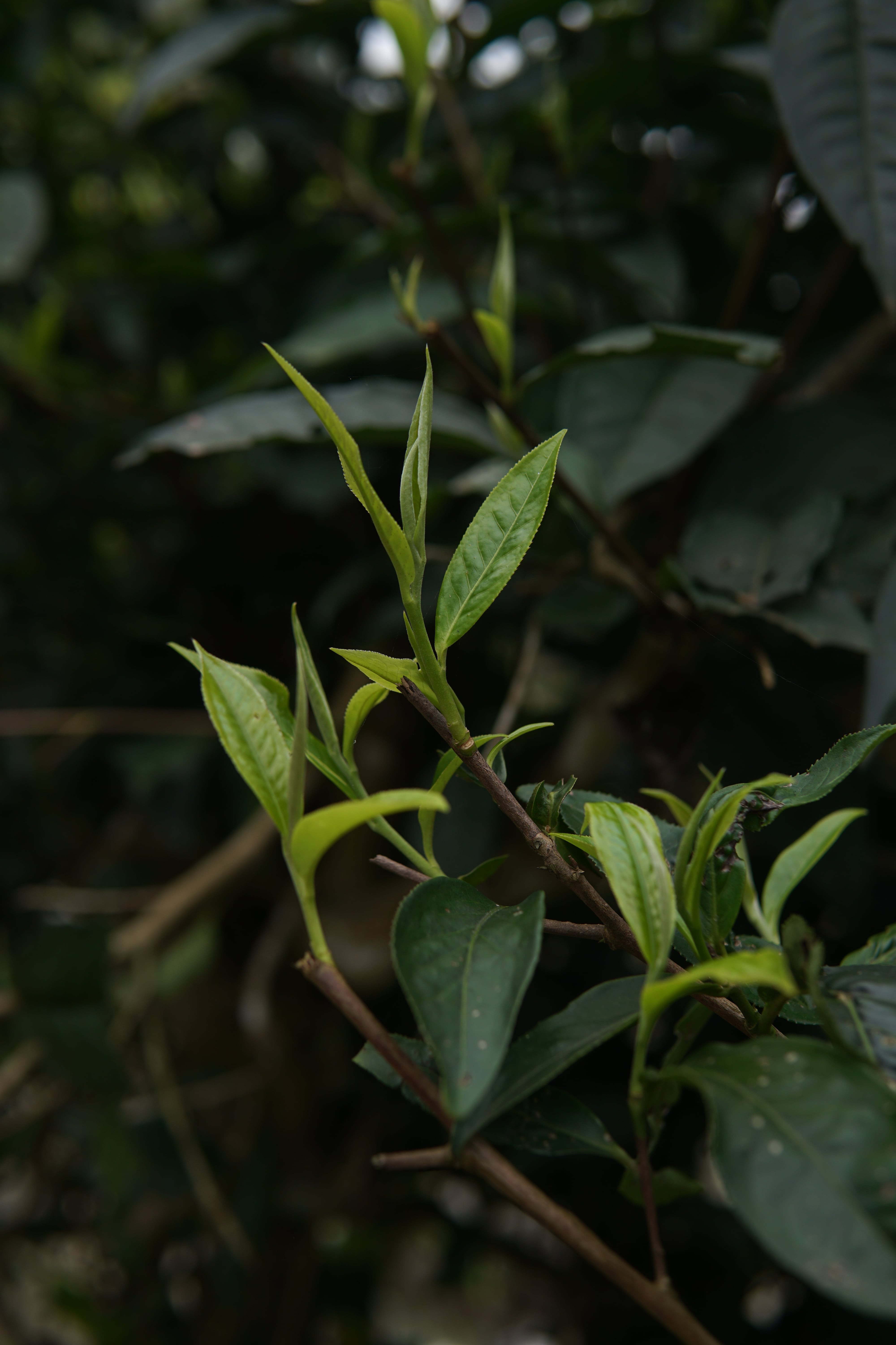 HƯƠNG VỊ ĐỘC ĐÁO CỦA TRÀ SHAN TUYẾT – ĐẶC SẢN TRÀ VIỆT NAM