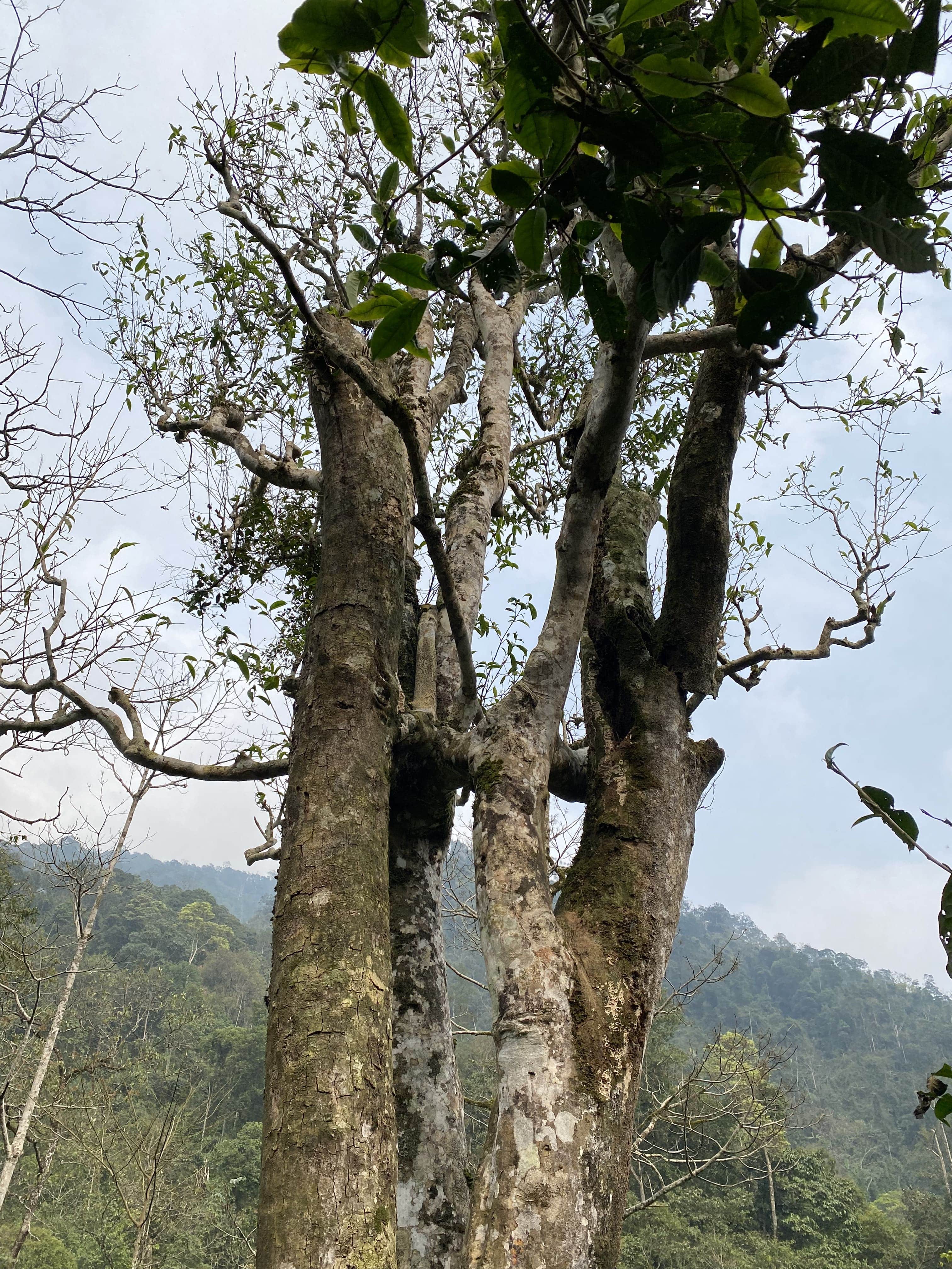 TRÀ VIỆT NAM & ĐẶC SẢN – SỰ KẾT HỢP TẠO NÊN TRẢI NGHIỆM ẨM THỰC ĐỘC ĐÁO