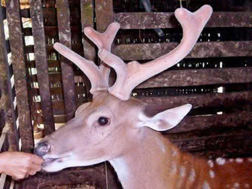 Nhung hươu Trầm Nhân - Thương hiệu nhung hươu hàng đầu Việt Nam