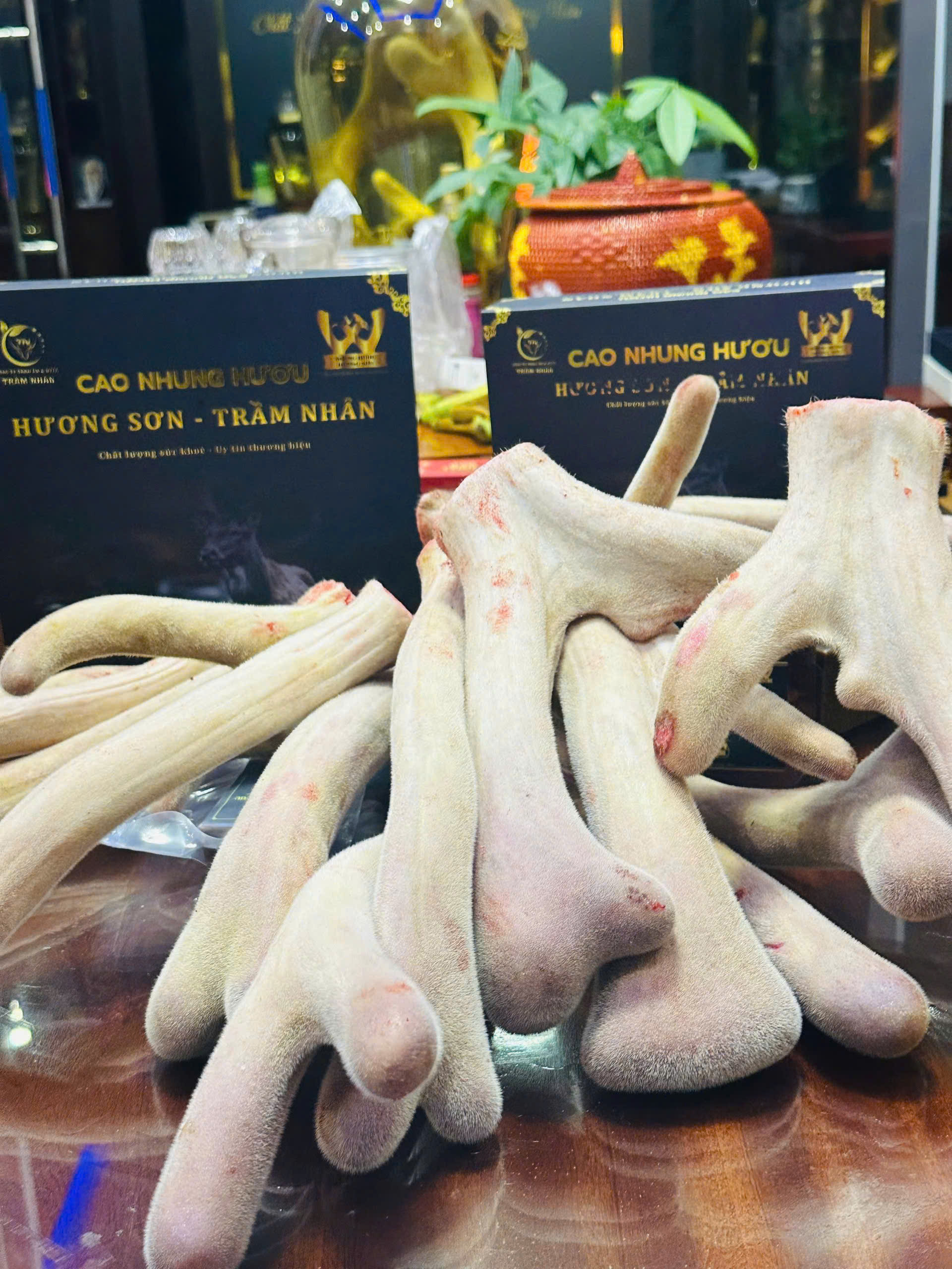 CAO NHUNG HƯƠU