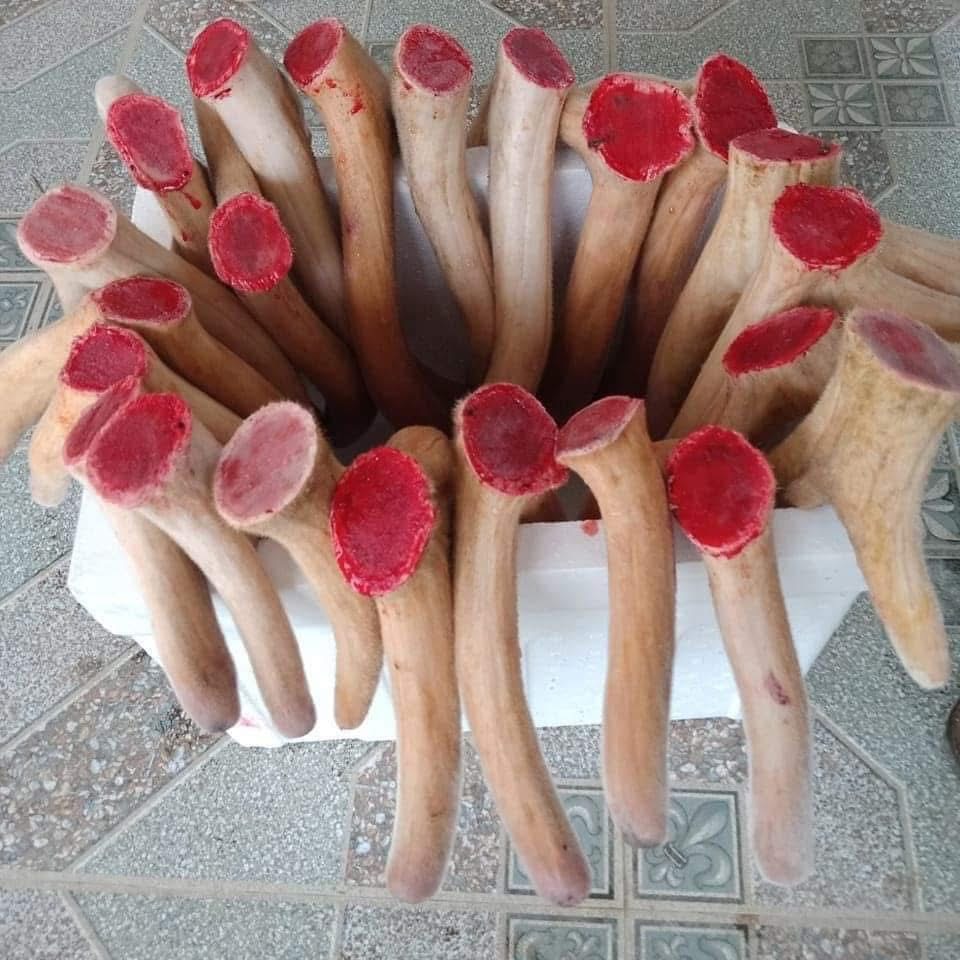 Nhung Hươu tươi