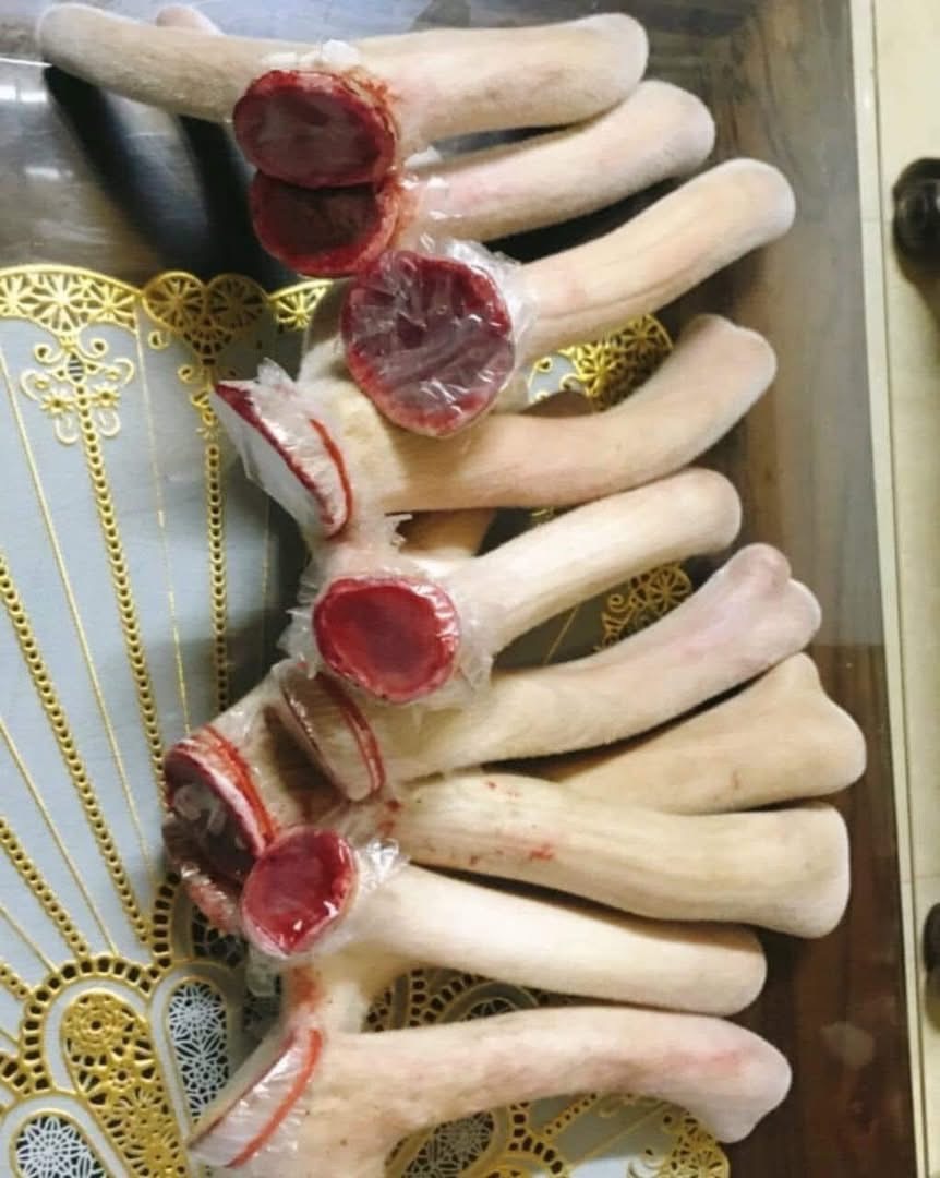 Nhung Hươu tươi