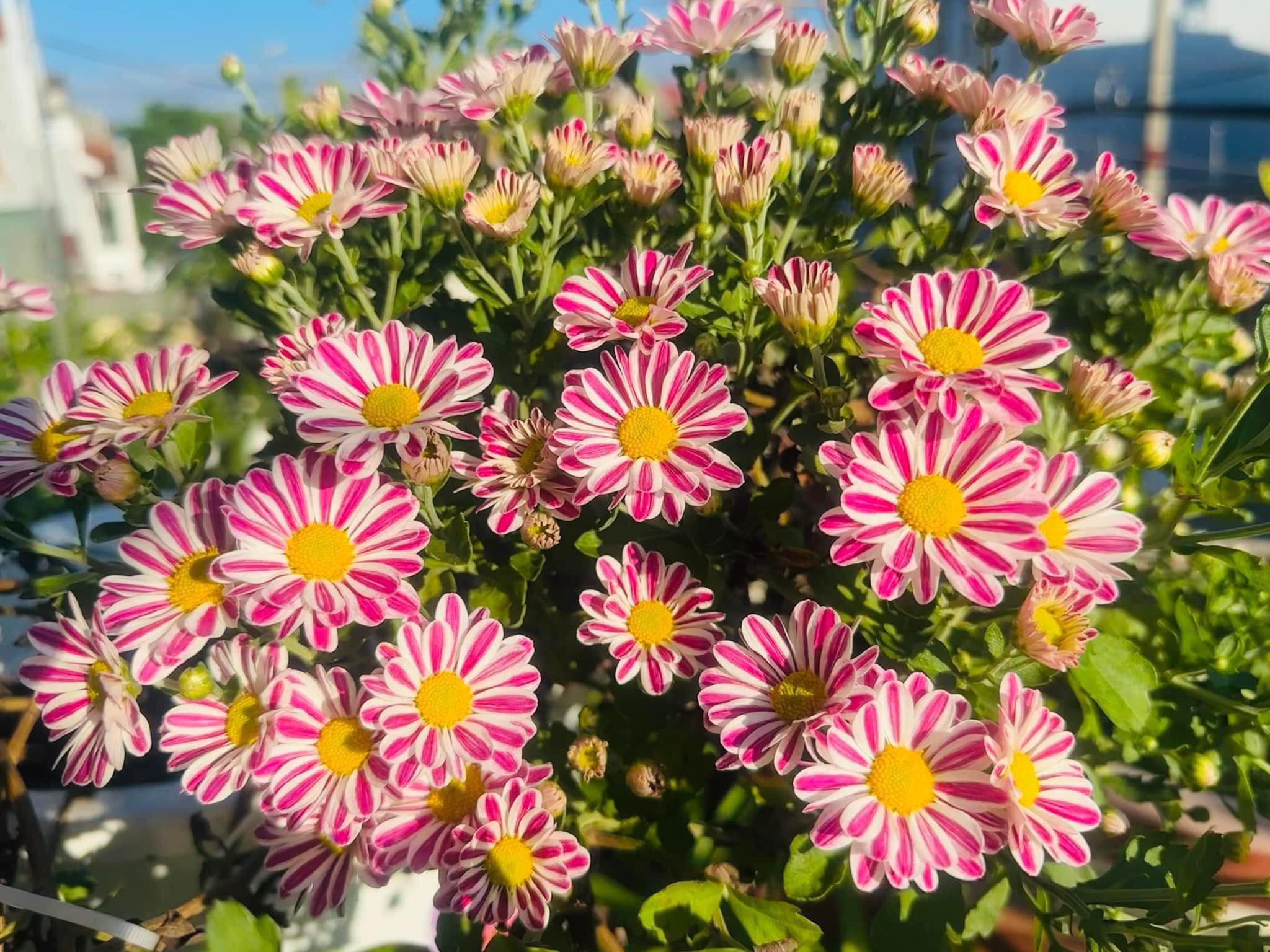 🌼 Cúc Phấn Diện – Loài Hoa Thanh Cao, Tinh Tế và Đầy Ý Nghĩa