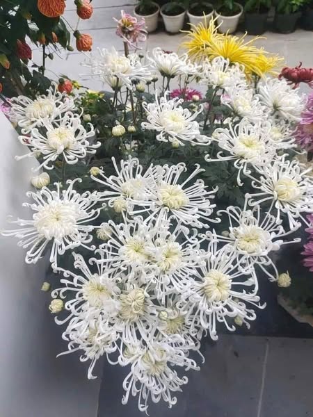 🌼 Hoa Cúc Bạch Lệ Mi – Nét đẹp thanh khiết từ thiên nhiên