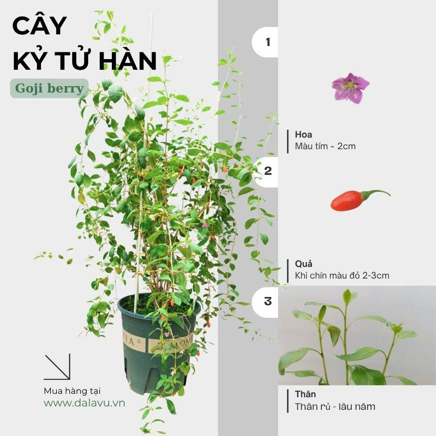 Cây Kỷ Tử Có Tác Dụng Gì? Khám Phá Công Dụng Thần Kỳ của 