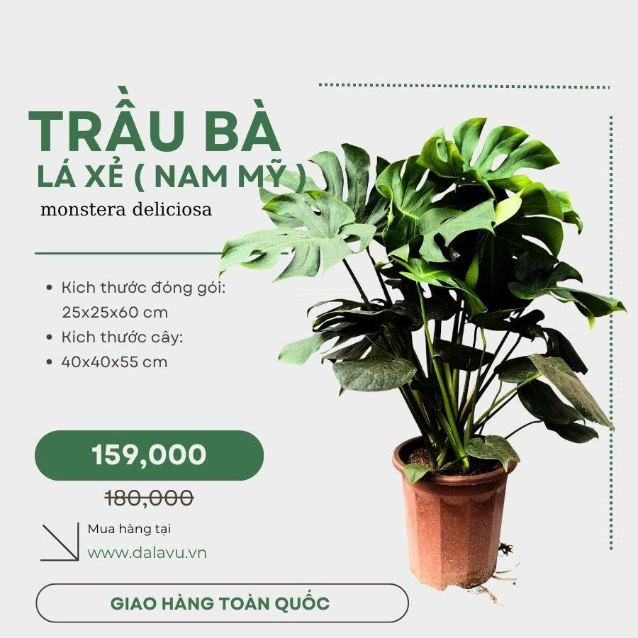 Cây Trầu Bà Lá Xẻ Bị Vàng Lá: Nguyên Nhân và Cách Khắc Phục Hiệu Quả