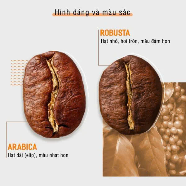 Tất tần tật về hạt cafe Arabica