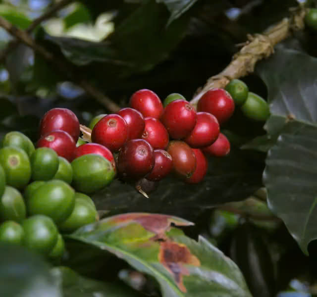 Cafe mít một loại cafe ngon mà có thể bạn chưa biết