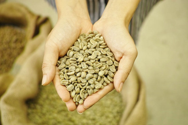 Cafe nhân xanh giá sỉ