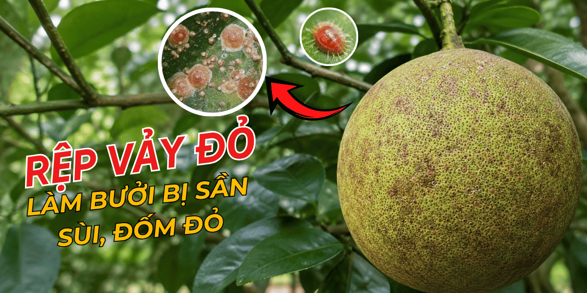 Bưởi Bị Sần Sùi, Đốm Đỏ: Nhận Diện Rệp Vảy Đỏ Và Cách Trị Dứt Điểm