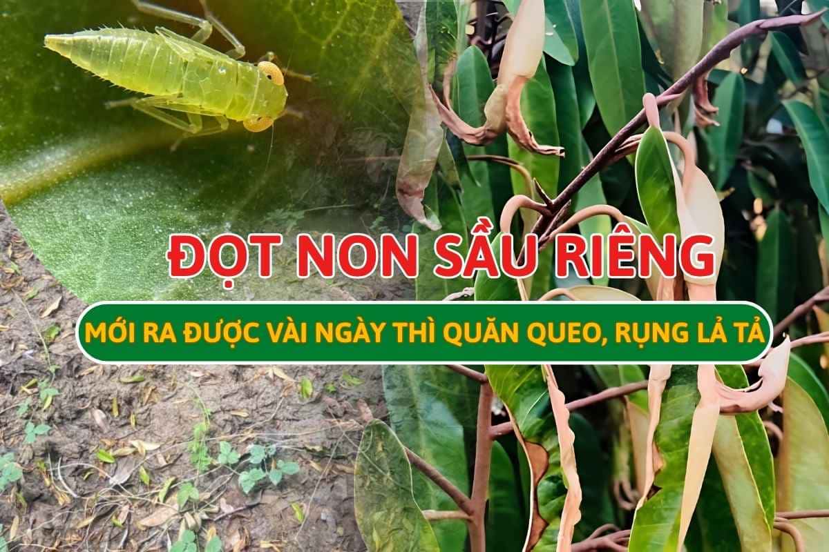 Rầy Xanh Hại Sầu Riêng: Cách Nhận Diện & Cách Đặc Trị Tận Gốc