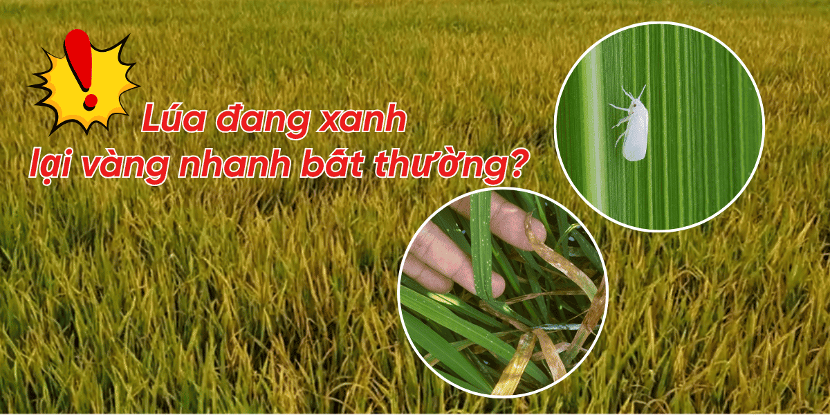 Rầy Phấn Trắng Trên Lúa: Dấu Hiệu, Tác Hại & Thuốc Đặc Trị Tận Gốc