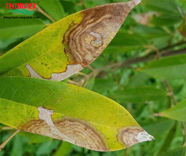 NHỮNG BỆNH HẠI ĐÁNG LO NGẠI TRÊN SẦU RIÊNG VÀO MÙA MƯA