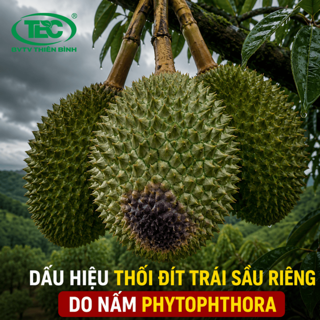 Đặc Trị Thối Trái Sầu Riêng [2026]: Giải Pháp Dứt Điểm Nấm Phytophthora