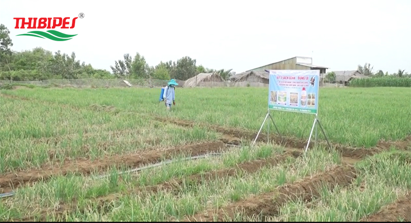 BỆNH NỔ ỐNG HÀNH VÀ BIỆN PHÁP PHÒNG TRỪ HIỆU QUẢ