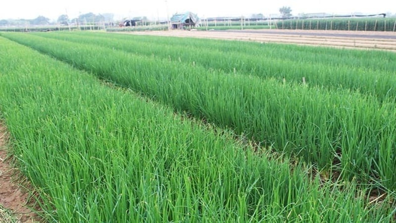 BỆNH NỔ ỐNG HÀNH VÀ BIỆN PHÁP PHÒNG TRỪ HIỆU QUẢ