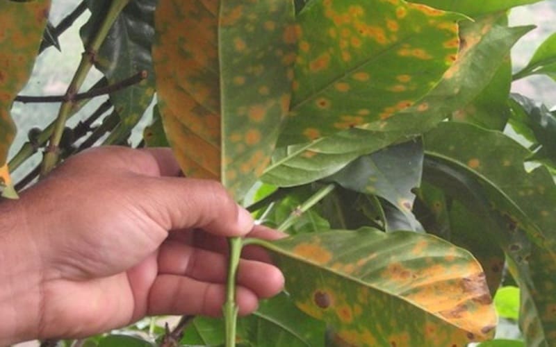 BỆNH RỈ SẮT TRÊN MÍT VÀ THUỐC TRỊ BỆNH RỈ SẮT TRÊN MÍT HIỆU QUẢ HIỆN NAY