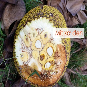 BỆNH XƠ ĐEN MÚI MÍT VÀ THUỐC TRỊ XƠ ĐEN MÚI MÍT