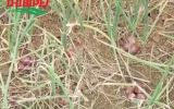BỆNH THỐI CỦ HÀNH (THỐI NHŨN TRÊN HÀNH) VÀ BIỆN PHÁP PHÒNG TRỊ HIỆU QUẢ