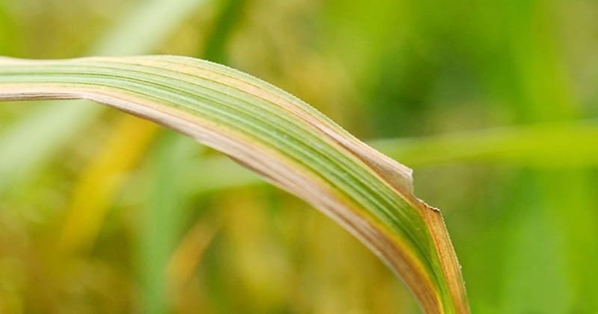 BỆNH VI KHUẨN TRÊN LÚA, THUỐC TRỊ BỆNH VI KHUẨN TRÊN LÚA