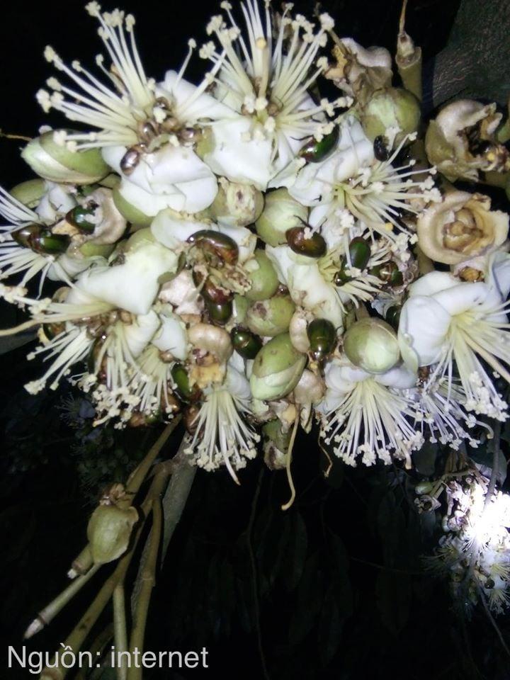 BỌ CÁNH CỨNG - NỖI TRĂN TRỞ CỦA BÀ CON TRỒNG SẦU RIÊNG