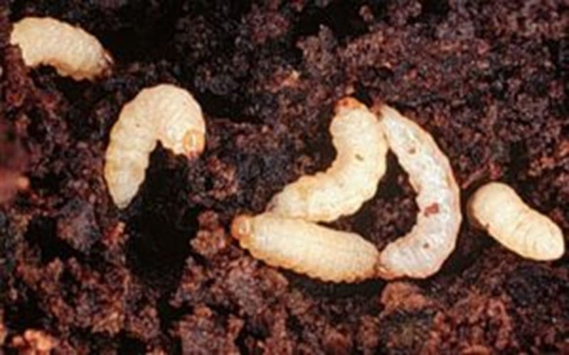 BỌ HÀ HẠI KHOAI LANG VÀ THUỐC TRỊ BỌ HÀ HẠI KHOAI LANG HIỆU QUẢ HIỆN NAY