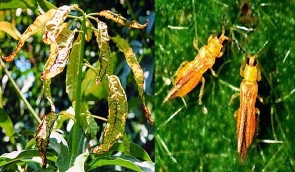 BỌ TRĨ GÂY HẠI TRÊN MÃNG CẦU VÀ BIỆN PHÁP PHÒNG NGỪA