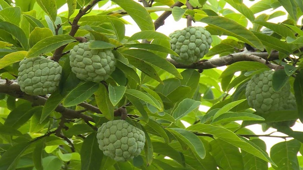 BỌ TRĨ HẠI MÃNG CẦU TA VÀ THUỐC TRỊ BỌ TRĨ HẠI MÃNG CẦU TA