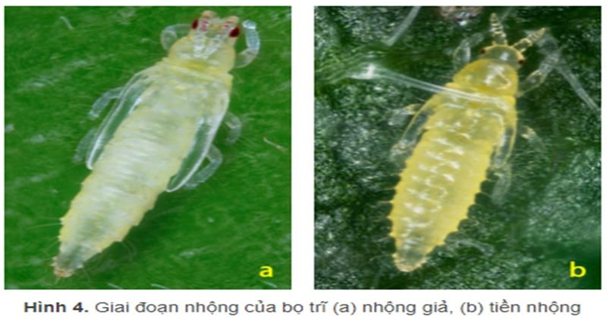 BỌ TRĨ HẠI ỚT VÀ THUỐC TRỊ BỌ TRĨ HẠI ỚT