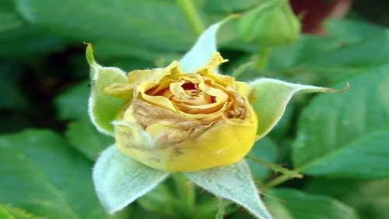 CÁCH PHÒNG TRỊ BỌ TRĨ TRÊN HOA HỒNG