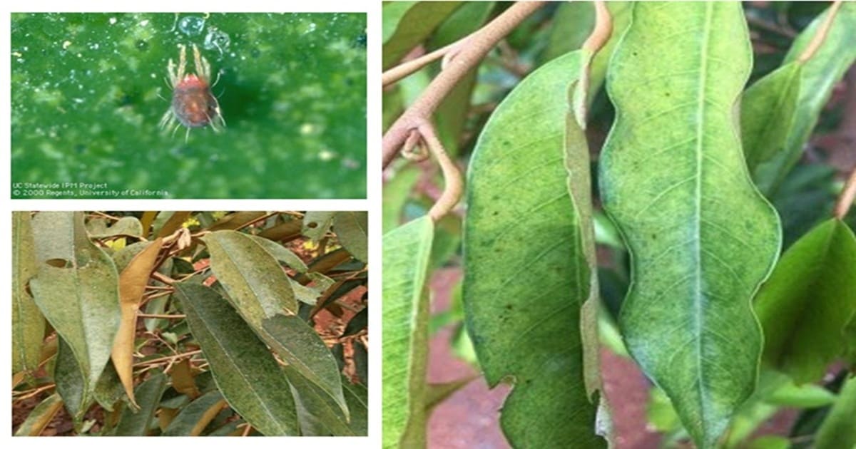 ĐẶC ĐIỂM NHẬN BIẾT NHỆN ĐỎ TRÊN SẦU RIÊNG VÀ THUỐC TRỊ NHỆN ĐỎ TRÊN SẦU RIÊNG