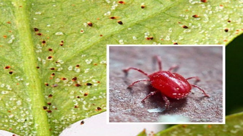 DẤU HIỆU SẦU RIÊNG BỊ NHỆN ĐỎ VÀ TÌM HIỂU CÁCH XỬ LÝ NHỆN ĐỎ TRÊN SẦU RIÊNG