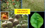 TOP 2 SẢN PHẨM TRỊ NHỆN ĐỎ HẠI CÂY CÓ MÚI