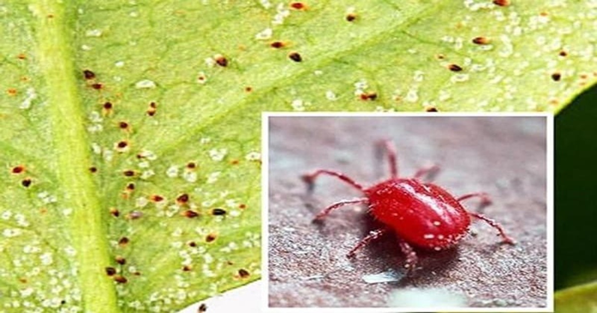 TOP 2 THUỐC TRỊ NHỆN ĐỎ HẠI HOA HỒNG